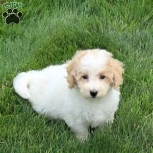Portia, Bich-Poo Puppy