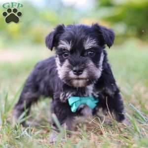 Preston, Miniature Schnauzer Puppy