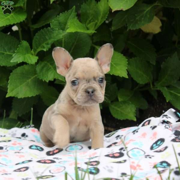 Preston, French Bulldog Puppy