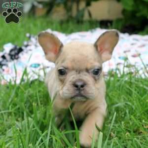 Preston, French Bulldog Puppy