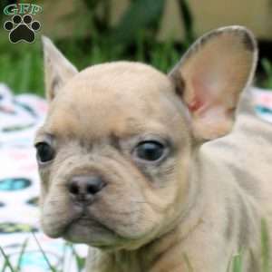 Preston, French Bulldog Puppy