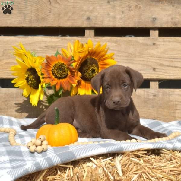 Pretzel, Boxador Puppy