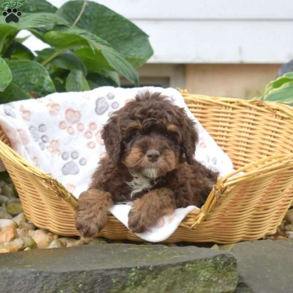 Pretzel, Mini Bernedoodle Puppy