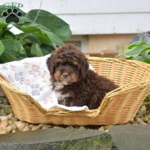 Pretzel, Mini Bernedoodle Puppy