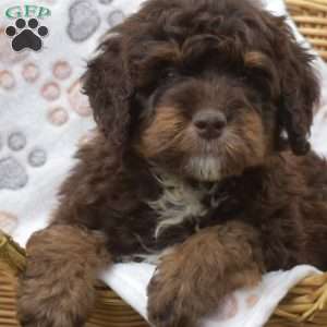 Pretzel, Mini Bernedoodle Puppy