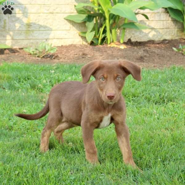 Prince, Labrador Mix Puppy