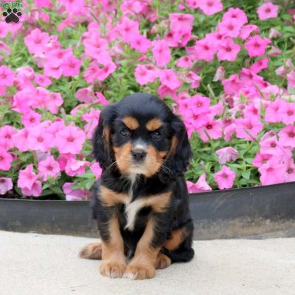 Prince, Cavalier King Charles Spaniel Puppy
