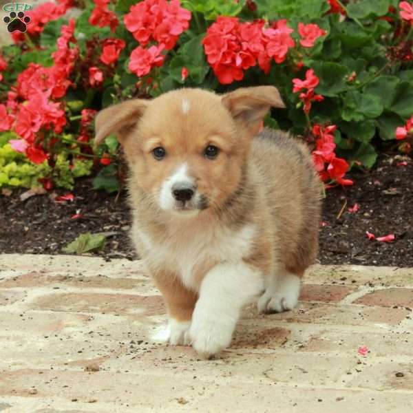 Prince, Pembroke Welsh Corgi Puppy
