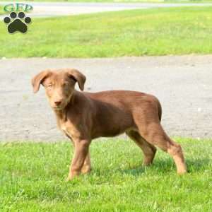 Prince, Labrador Mix Puppy