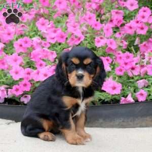 Prince, Cavalier King Charles Spaniel Puppy