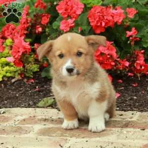 Prince, Pembroke Welsh Corgi Puppy