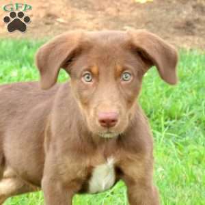 Prince, Labrador Mix Puppy