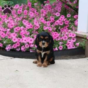 Prince, Cavalier King Charles Spaniel Puppy