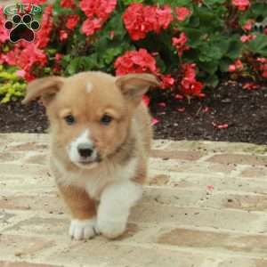 Prince, Pembroke Welsh Corgi Puppy