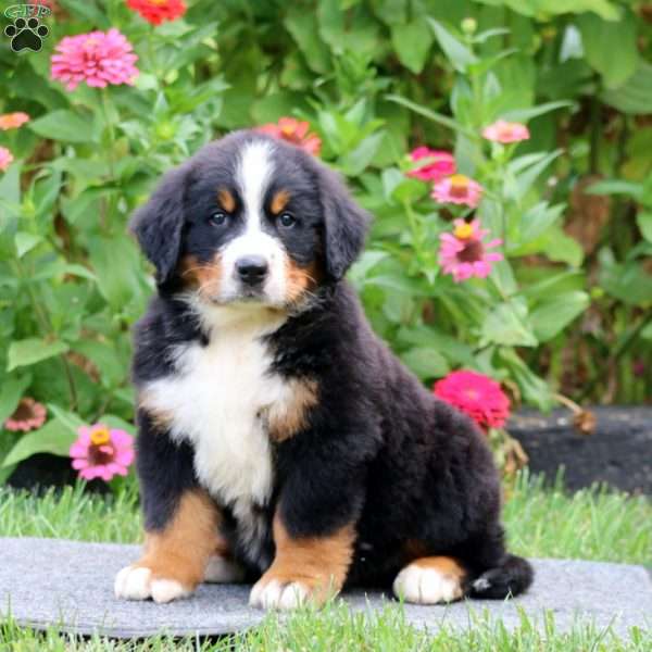 Prince, Bernese Mountain Dog Puppy