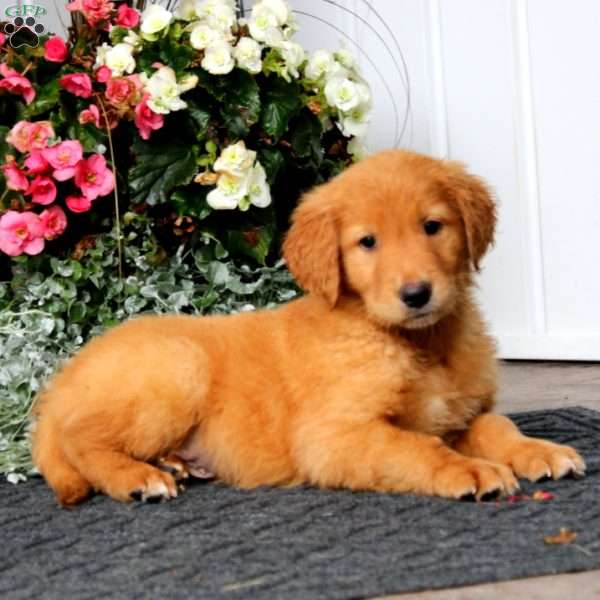Prince, Golden Retriever Puppy