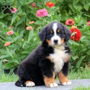 Prince, Bernese Mountain Dog Puppy