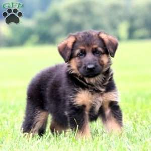 Prince, German Shepherd Puppy
