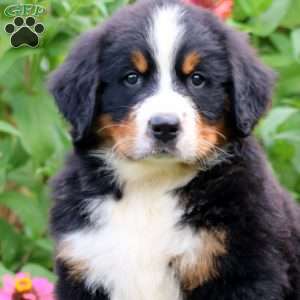 Prince, Bernese Mountain Dog Puppy