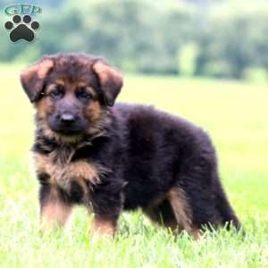 Prince, German Shepherd Puppy