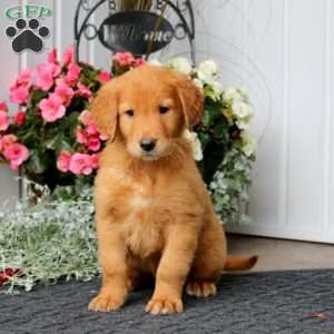 Prince, Golden Retriever Puppy