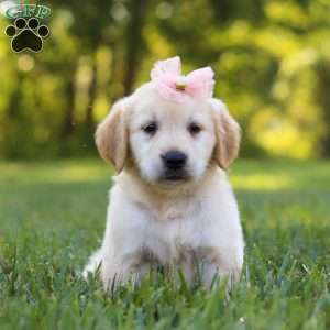 Princess, Golden Retriever Puppy