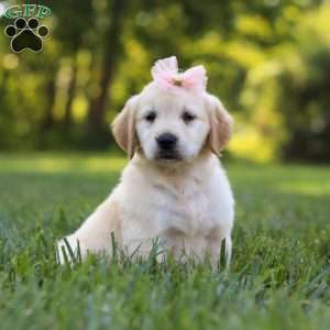 Princess, Golden Retriever Puppy