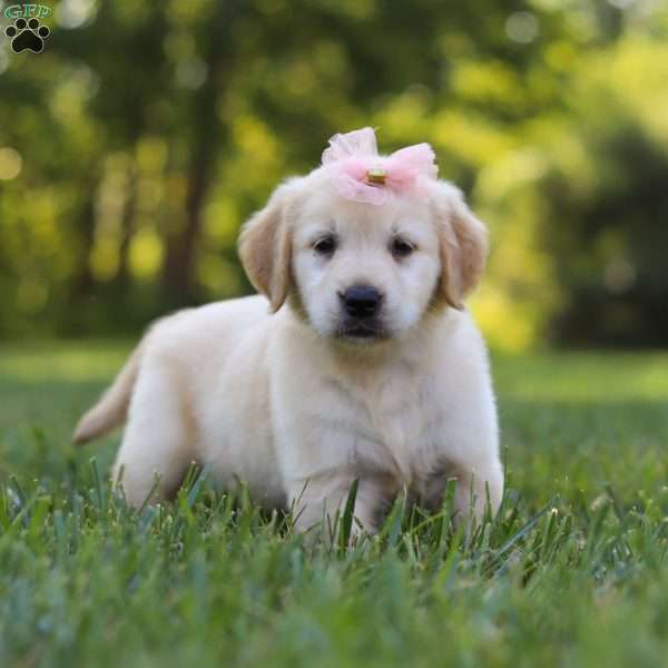 Princess, Golden Retriever Puppy