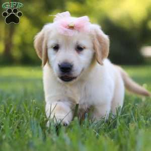 Princess, Golden Retriever Puppy