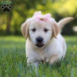 Princess, Golden Retriever Puppy
