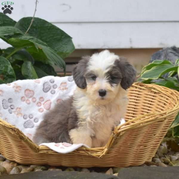 Princess, Mini Bernedoodle Puppy