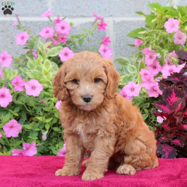 Princess, Cockapoo Puppy