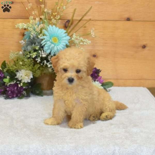 Princess, Maltipoo Puppy