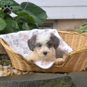 Princess, Mini Bernedoodle Puppy