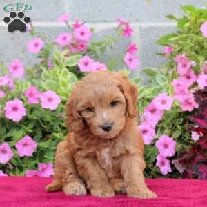 Princess, Cockapoo Puppy