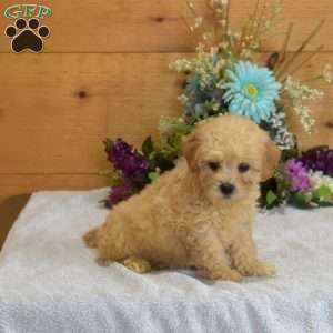 Princess, Maltipoo Puppy