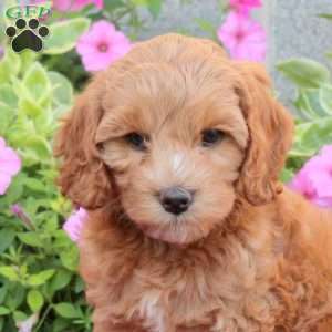 Princess, Cockapoo Puppy