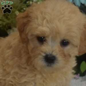 Princess, Maltipoo Puppy