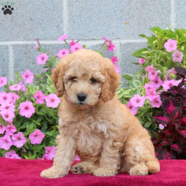 Puff, Cockapoo Puppy