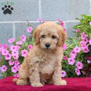 Puff, Cockapoo Puppy