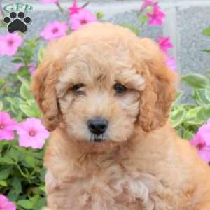 Puff, Cockapoo Puppy