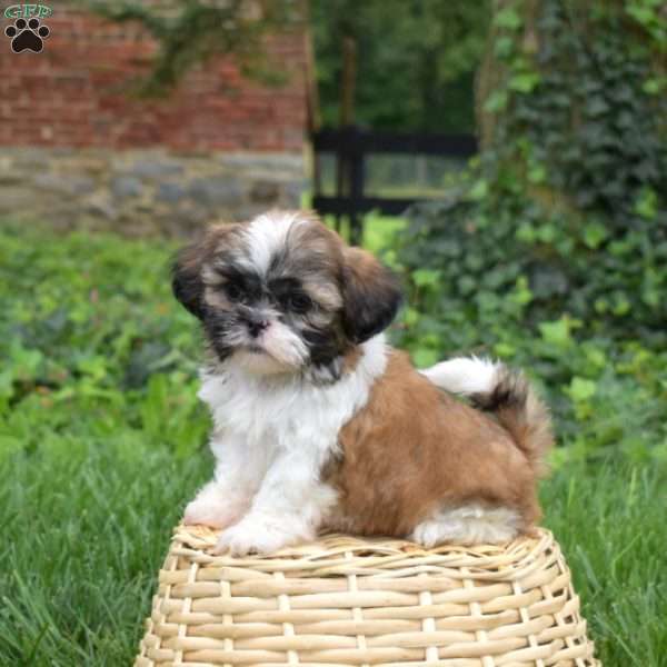 Pumpkin, Shih Tzu Puppy