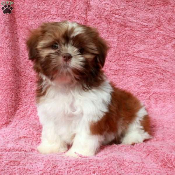 Pumpkin, Shih Tzu Puppy