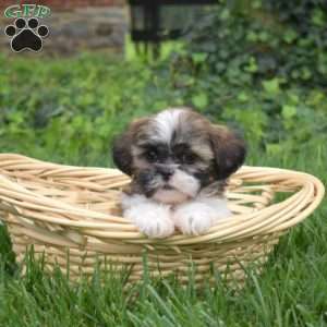 Pumpkin, Shih Tzu Puppy