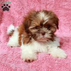 Pumpkin, Shih Tzu Puppy