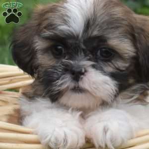 Pumpkin, Shih Tzu Puppy