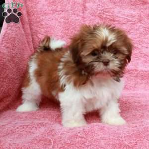 Pumpkin, Shih Tzu Puppy