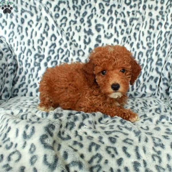Pumpkin, Miniature Poodle Puppy