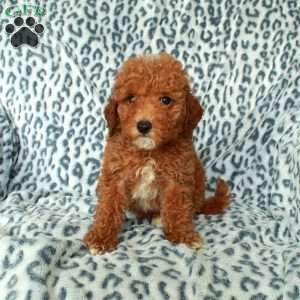 Pumpkin, Miniature Poodle Puppy