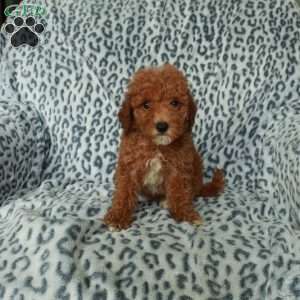 Pumpkin, Miniature Poodle Puppy